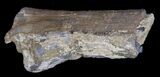 Unpolished Petrified Wood Limb - Blue Forest #6222-2